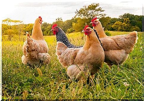 Coccidiosis in chickens: what causes it and how to prevent it