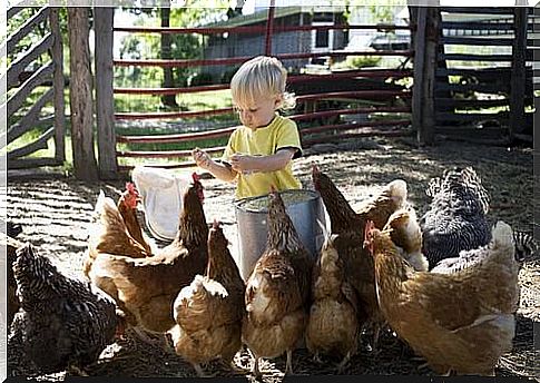 Little girl with the chickens.