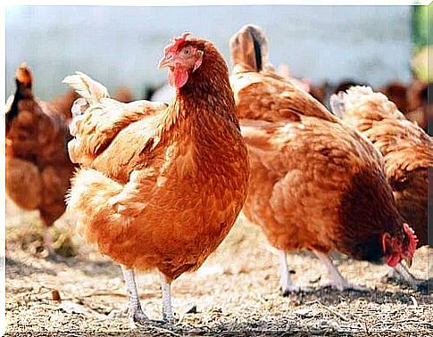 Raising chickens and coccidiosis risk in chickens.