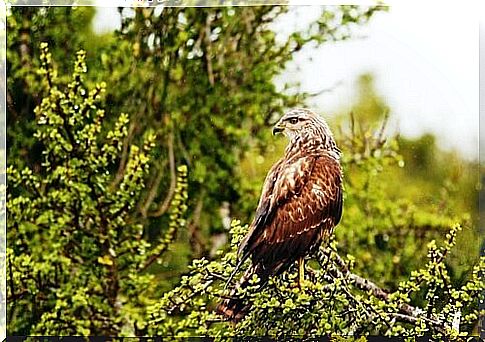 Common buzzard: characteristics, behavior and habitat