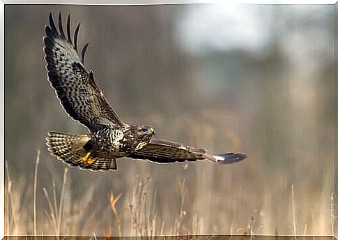 Common buzzard in flight