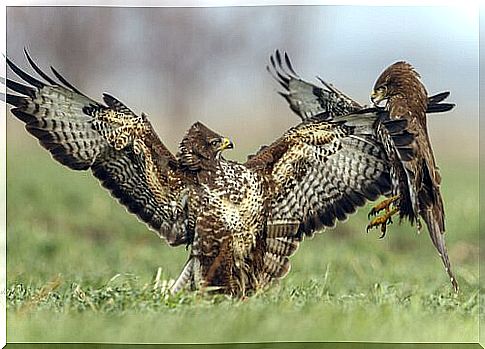 fighting between buzzards 