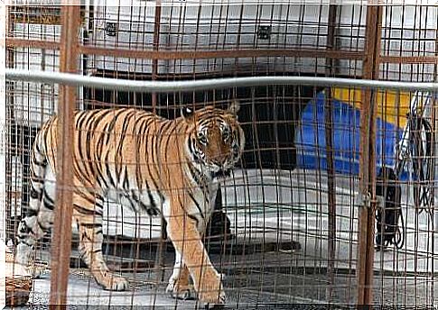 Common diseases in wild cats in captivity