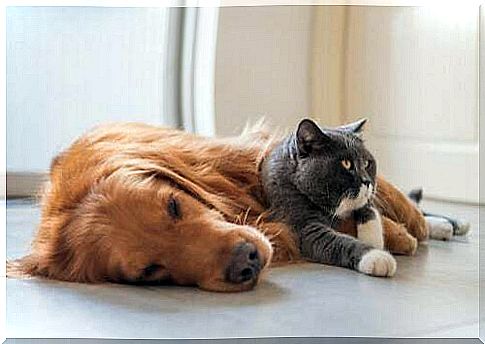 Dog and cat lying on the floor