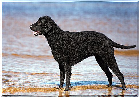 Curly Coated Retriever, the oldest English retriever