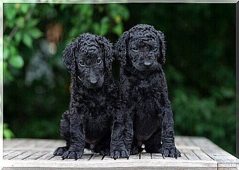 Curly Coated Retriever puppies