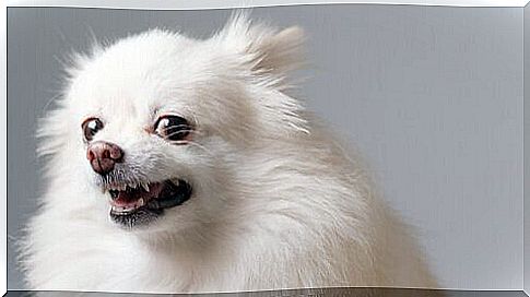 Little white dog bares its teeth