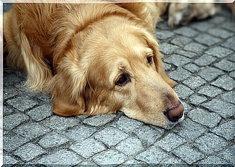 Depression in dogs: prevention and treatment