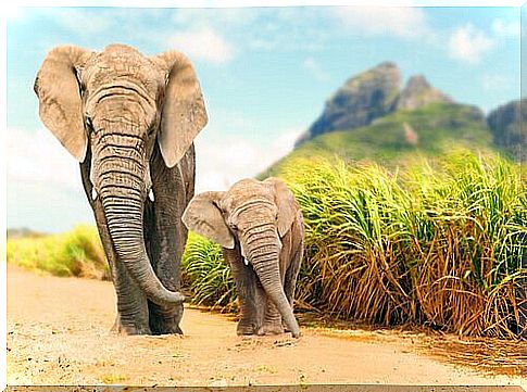 Detect earthquakes to protect elephants