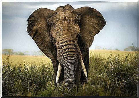 Head and tusks of an African elephant