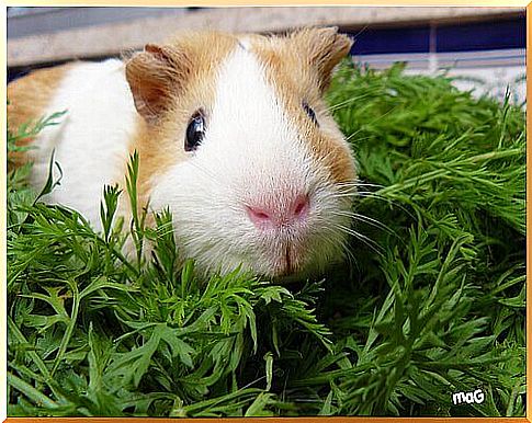 Differences between gerbils and guinea pigs