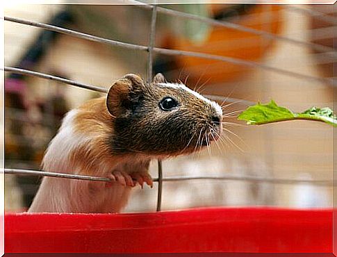 a gerbil sniffs out of the cage