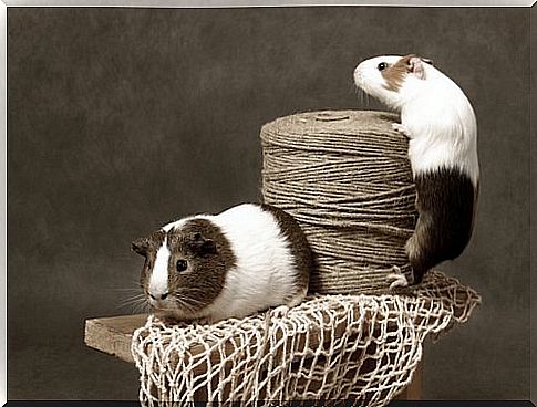 two guinea pigs in photographic pose