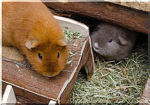 two guinea pigs in the cage