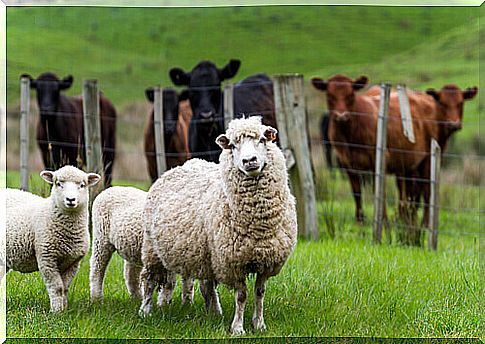 Sheep farming