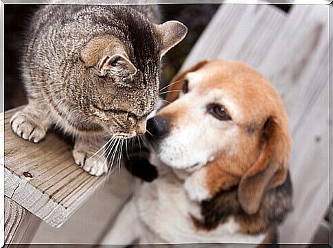 dog and cat