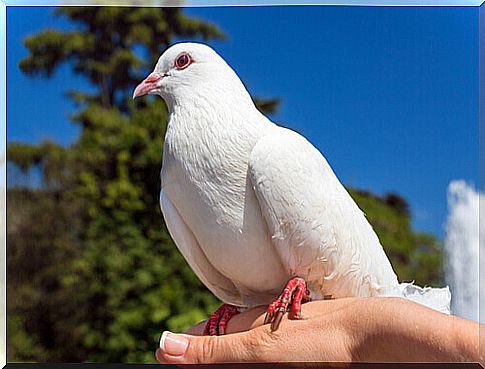 carrier-pigeon