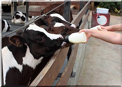 of baby calves fed with bottles on a farm