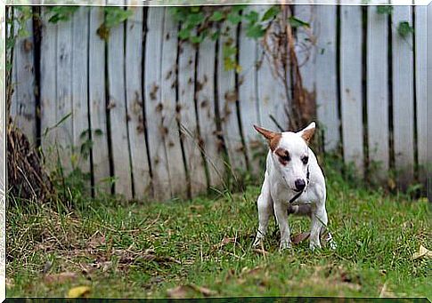 brown and white dog goes to the garden