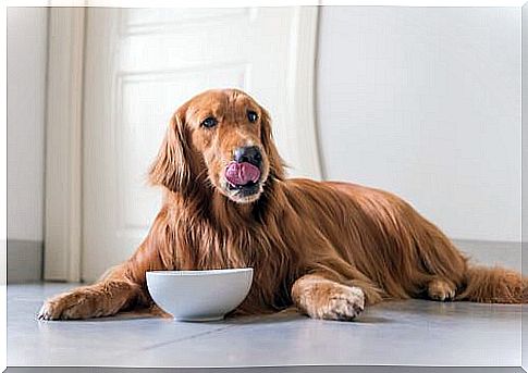 Dog with food bowl