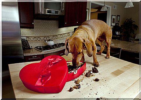 dog on the table eating chocolate