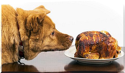 dog in front of plate with roast chicken