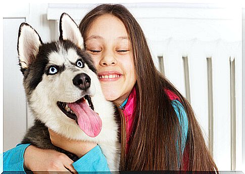 Siberian huscky with a girl