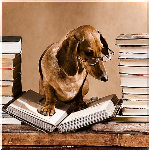 Dogs in literature