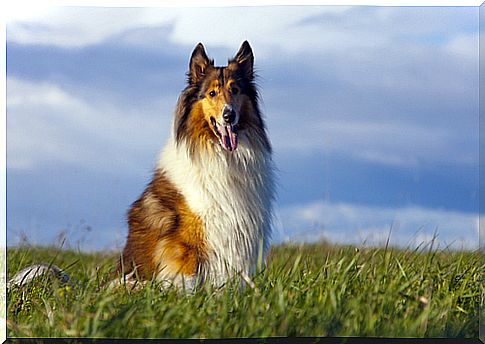 collie-scottish