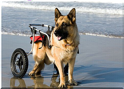 Dogs in wheelchairs enjoy the sea