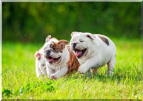 bulldog-english