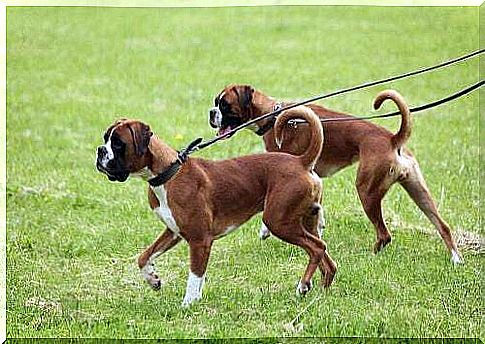 Pair of dogs for a walk.