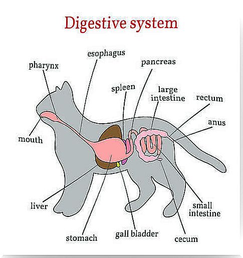 Components of the digestive system of cats