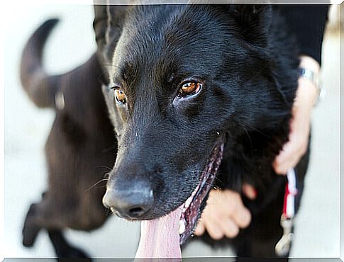 Elder dedicates his last days to abandoned dogs