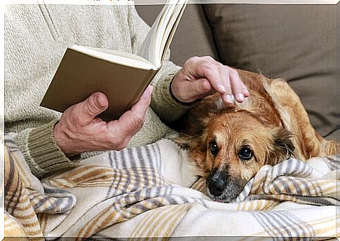 pensioner-dedicates-his-last-days-to-abandoned-dogs