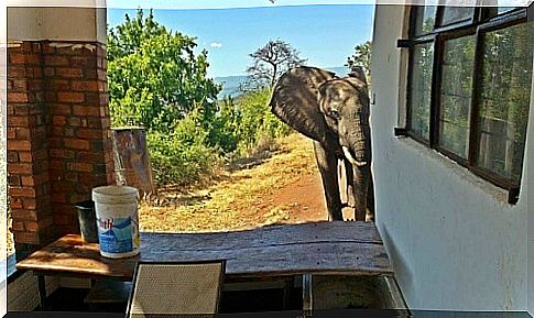 Elephant takes refuge in a house to escape the shooting of the hunters