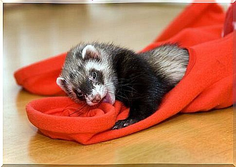 Environmental enrichment in ferrets