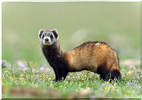 a ferret standing on the grass