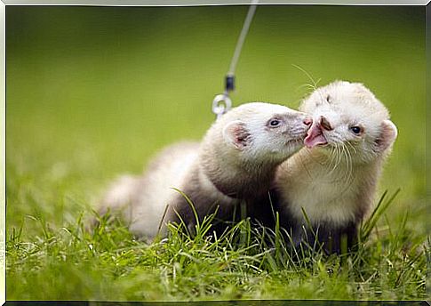 two ferrets lick their faces