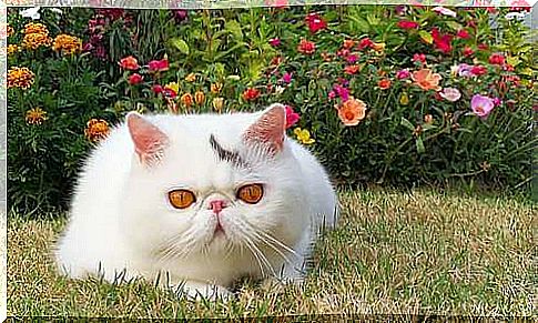 White exotic cat in the grass