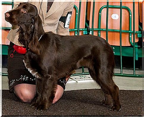 Field spaniel, a docile and sociable hunting dog