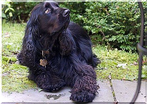 un field spaniel sdraiato