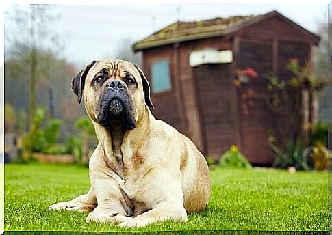 Five myths about large breed dogs