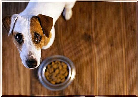 Food allergies in animals: how to recognize them?