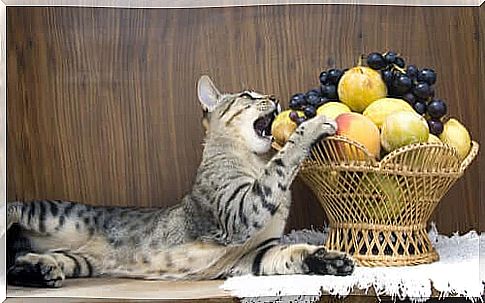 Fruits and vegetables for cats: which ones to give and how?