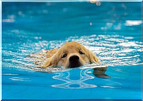 Getting your dog to get wet in the pool, a good idea?