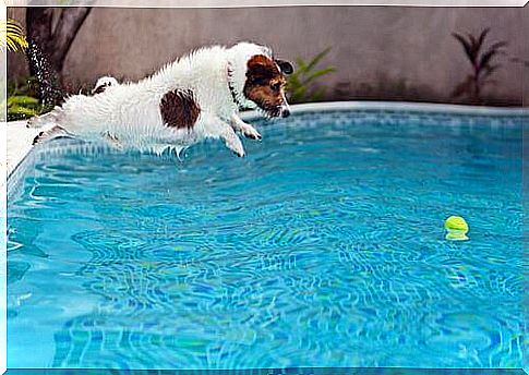 dog gets wet in the pool