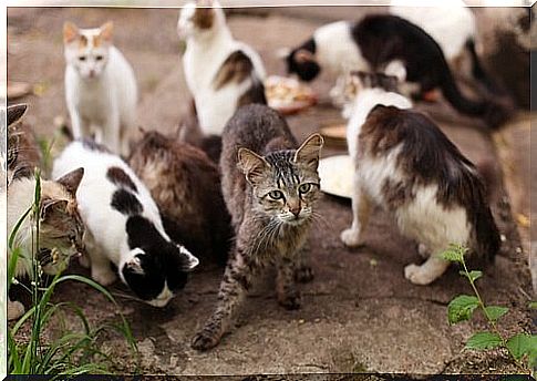 a group of stray cats in the street