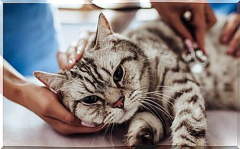 Cat at the vet