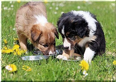 puppies eating in the meadow 